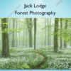 Forest Photography