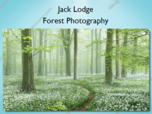 Forest Photography