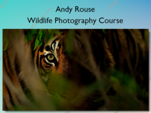 Wildlife Photography Course